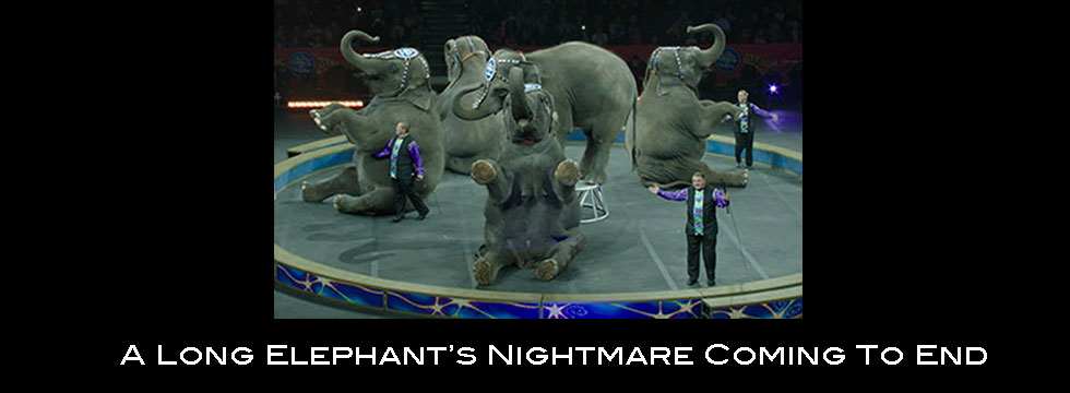 banner-elephant