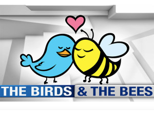 birds-bees-640x480