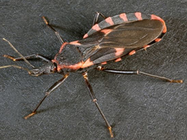 kissing-disease-insect-640x480