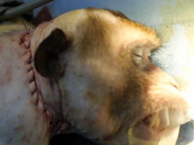 monkey-head-transplant-640x480
