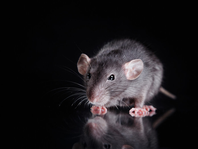 rat-640x480